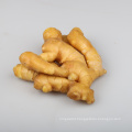 Chinese fresh ginger price wholesales